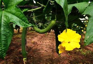 丝瓜爆料最新 第1张 丝瓜爆料最新 第1张