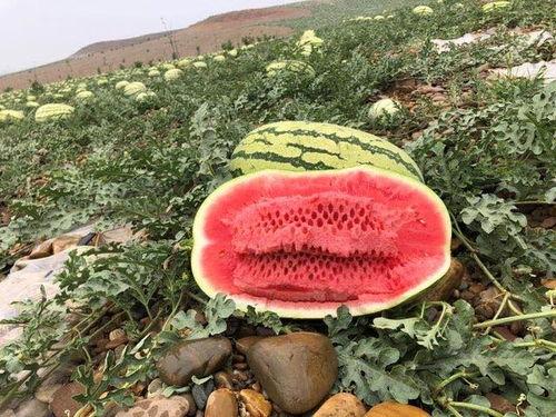 新疆吃瓜网红叫什么名字,瓜界新宠，带你领略西域风情